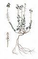 Alpen-Steintäschel - Aethionema saxatile (L.) W. T. Aiton