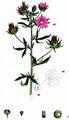 Rough Marsh-Mallow - Althaea hirsuta L.