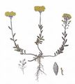 Mountain Alison - Alyssum montanum L.