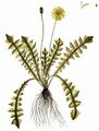 Stinking Aposeris - Aposeris foetida (L.) Less.