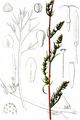 Feld-Beifuß - Artemisia campestris L.