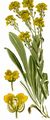 Golden Alison - Aurinia saxatilis (L.) Desv.
