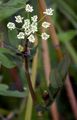 Lesser Water-Parsnip - Berula erecta (Huds.) Coville