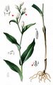 White Helleborine - Cephalanthera damasonium (Mill.) Druce