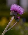 Bach-Kratzdistel - Cirsium rivulare (Jacq.) All.