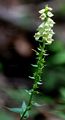 Straw Foxglove - Digitalis lutea L.