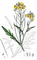Perennial Wall-Rocket - Diplotaxis tenuifolia (L.) DC.