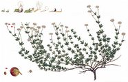  - Dorycnium pentaphyllum Scop.