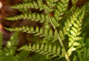 Starrer Wurmfarn - Dryopteris villarii (Bellardi) Schinz & Thell.