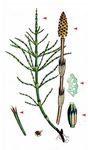 Acker-Schachtelhalm - Equisetum arvense L. 
