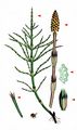 Field Horsetail - Equisetum arvense L.