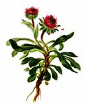 Einköpfiges Berufkraut - Erigeron uniflorus L. 