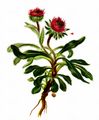 Arctic Alpine Fleabane - Erigeron uniflorus L.