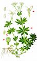 Woodruff - Galium odoratum (L.) Scop.