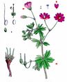 Hedgerow Crane's-Bill - Geranium pyrenaicum Burm. f.