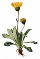 Alpen-Habichtskraut - Hieracium alpinum L.