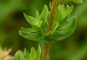 Square-Stalked St John's-Wort - Hypericum tetrapterum Fr.