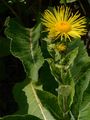 Elecampane - Inula helenium L.