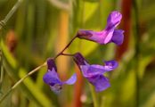 Marsh Pea - Lathyrus palustris L.