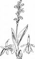 Sumpf-Glanzkraut - Liparis loeselii (L.) Rich.