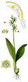 Fen Orchid - Liparis loeselii (L.) Rich.