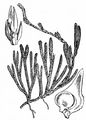 Alpine Clubmoss - Lycopodium alpinum L.