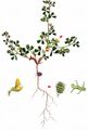 Bur Medick - Medicago minima (L.) L.