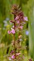 Sumpf-Läusekraut - Pedicularis palustris L.