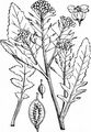Great Yellow-Cress - Rorippa amphibia (L.) Besser
