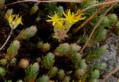 Felsen-Fetthenne - Sedum rupestre L.