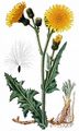 Acker-Gänsedistel - Sonchus arvensis L.