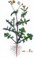 Kohl-Gänsedistel - Sonchus oleraceus L.