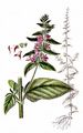 Deutscher Ziest - Stachys germanica L.