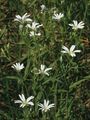 Große Sternmiere - Stellaria holostea L.