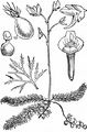 Mittlerer Wasserschlauch - Utricularia intermedia Hayne