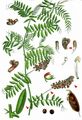 Tufted Vetch - Vicia cracca L.