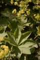 Coriaceous Lady's Mantle - Alchemilla coriacea Buser