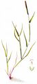 Orange Foxtail - Alopecurus aequalis Sobol.