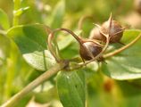 Scarlet Pimpernel - Anagallis arvensis L.