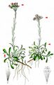 Mountain Everlasting - Antennaria dioica (L.) Gaertn.