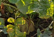 Rape - Brassica napus L.