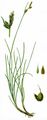 Stachelspitzige Segge - Carex mucronata All.
