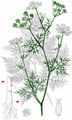 Turnip-Root Chervil - Chaerophyllum bulbosum L.