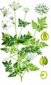 Gefleckter Schierling - Conium maculatum L.