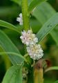 Greater Dodder - Cuscuta europaea L.