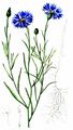 Kornblume - Cyanus segetum Hill