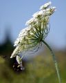 Wild Carrot - Daucus carota L. 