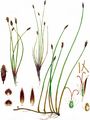 Slender Spike-Rush - Eleocharis uniglumis (Link) Schult.