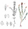 Irish Eyebright - Euphrasia salisburgensis Funck