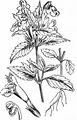 Gelber Hohlzahn - Galeopsis segetum Neck.